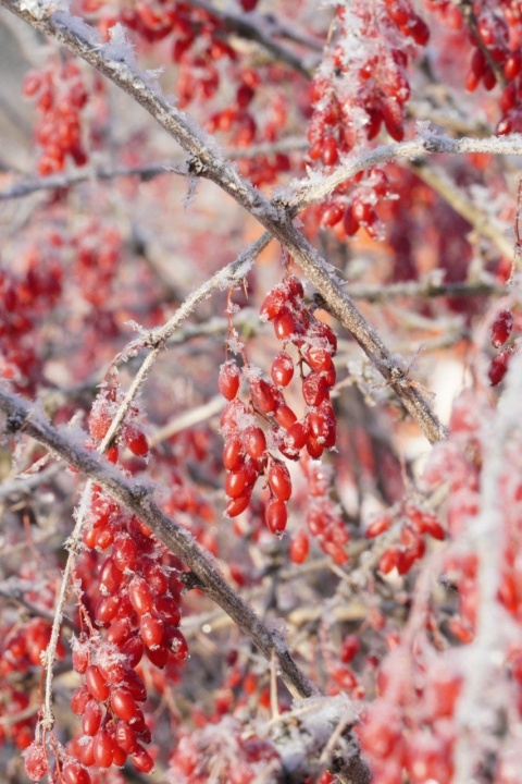 Зимний Саров - 13.jpg.jpg